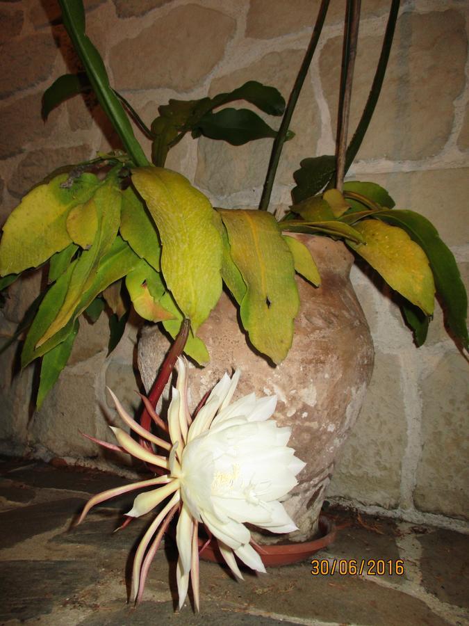 Les Mimosas Bed and Breakfast Mentone Esterno foto