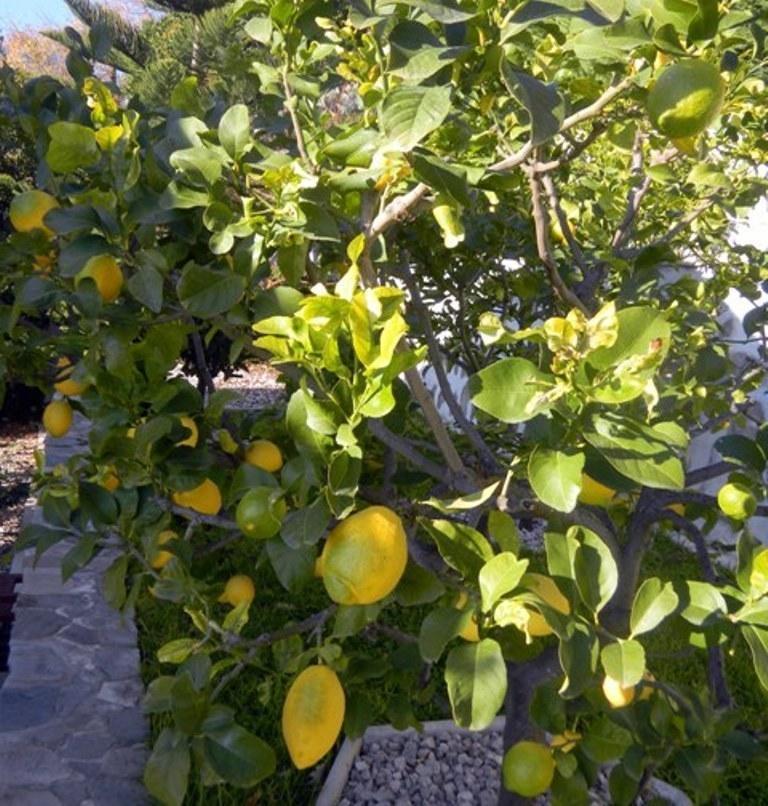 Les Mimosas Bed and Breakfast Mentone Esterno foto